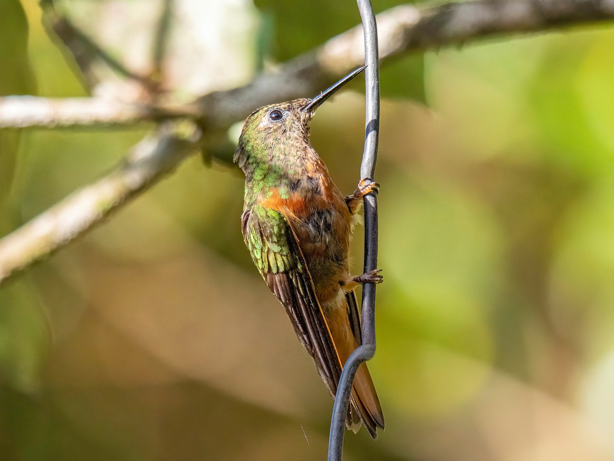 Gould's Jewelfront - ML646834259