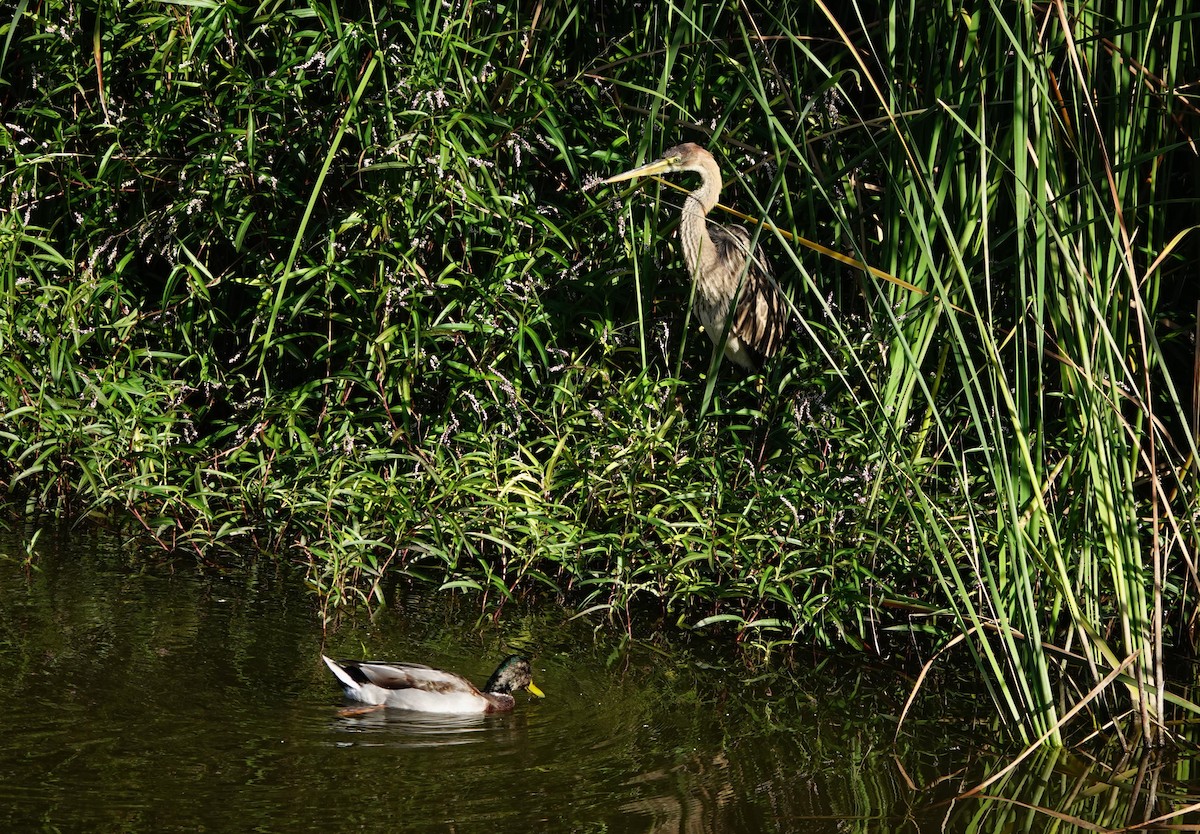 Purple Heron - ML646834260