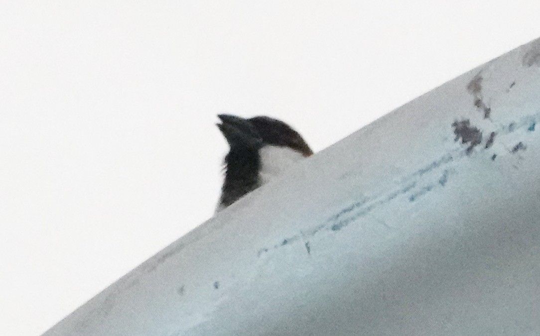 House Sparrow - ML646834261