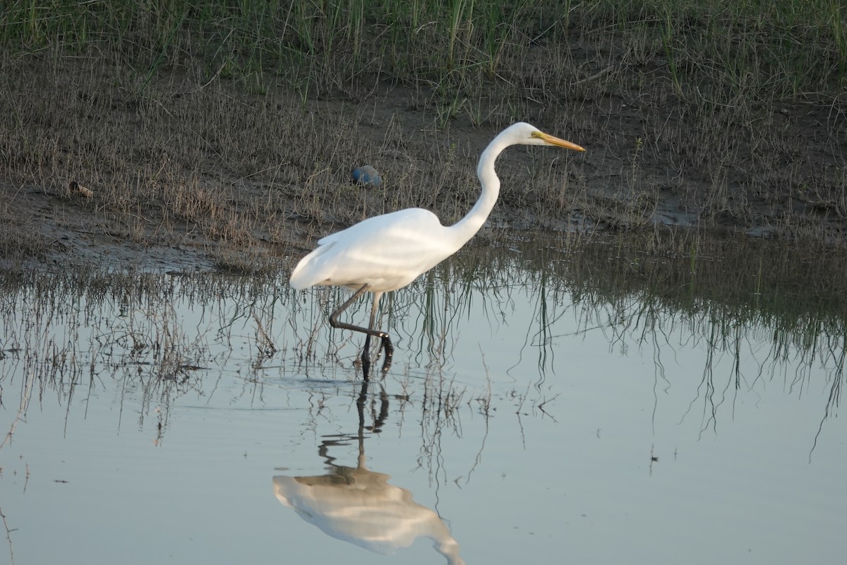 Great Egret - ML646834264