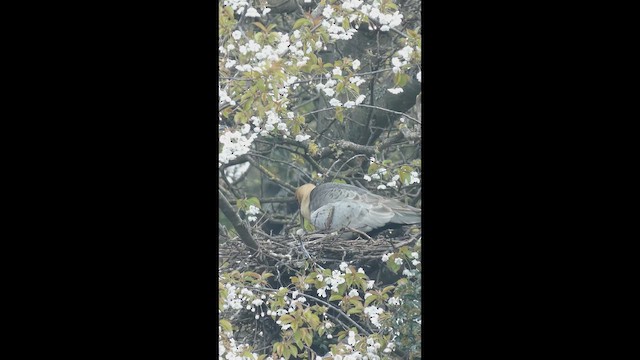 Black-faced Ibis - ML646834268