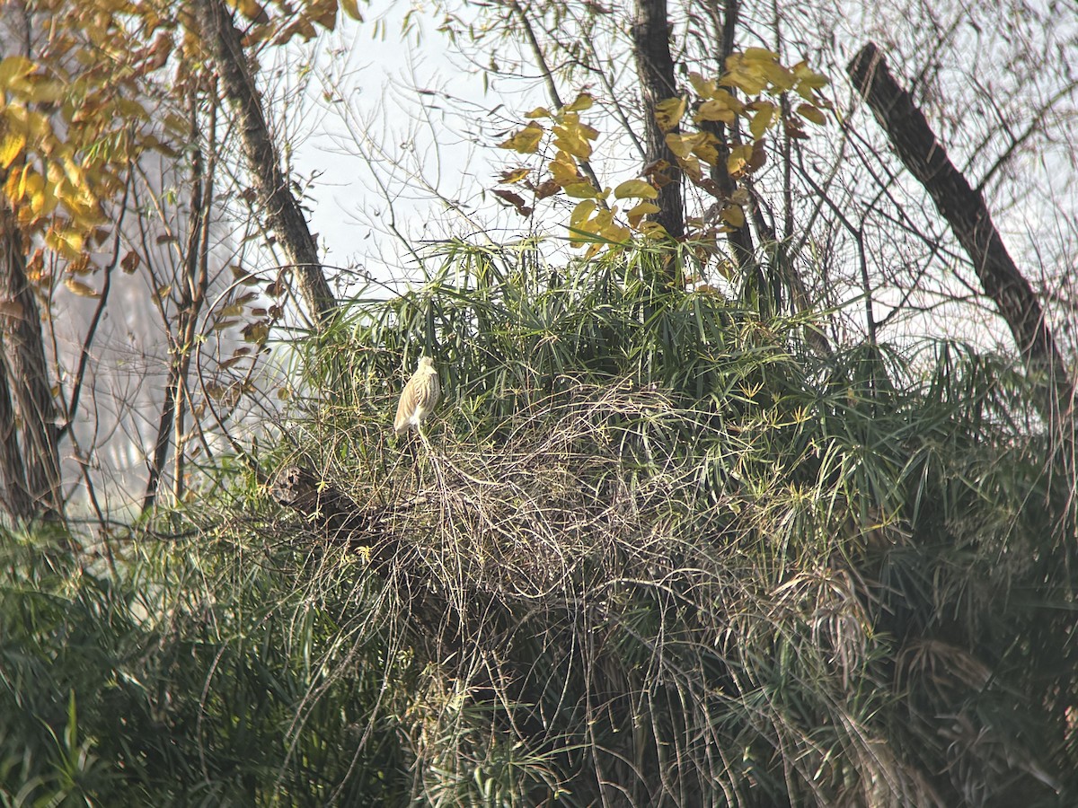 Chinese Pond-Heron - ML646834271