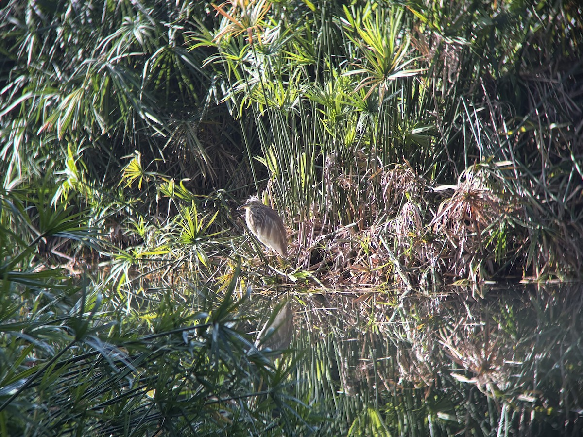 Chinese Pond-Heron - ML646834272