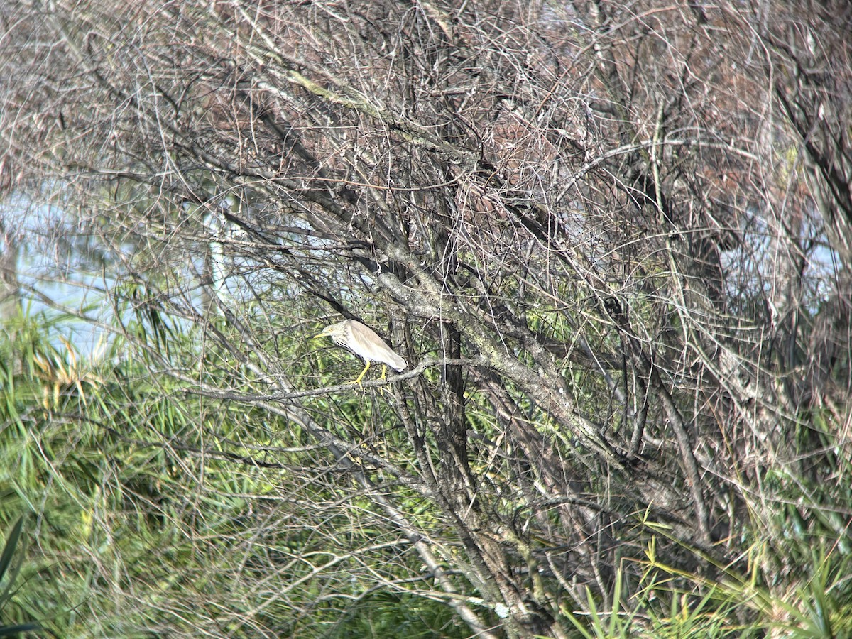 Chinese Pond-Heron - ML646834273