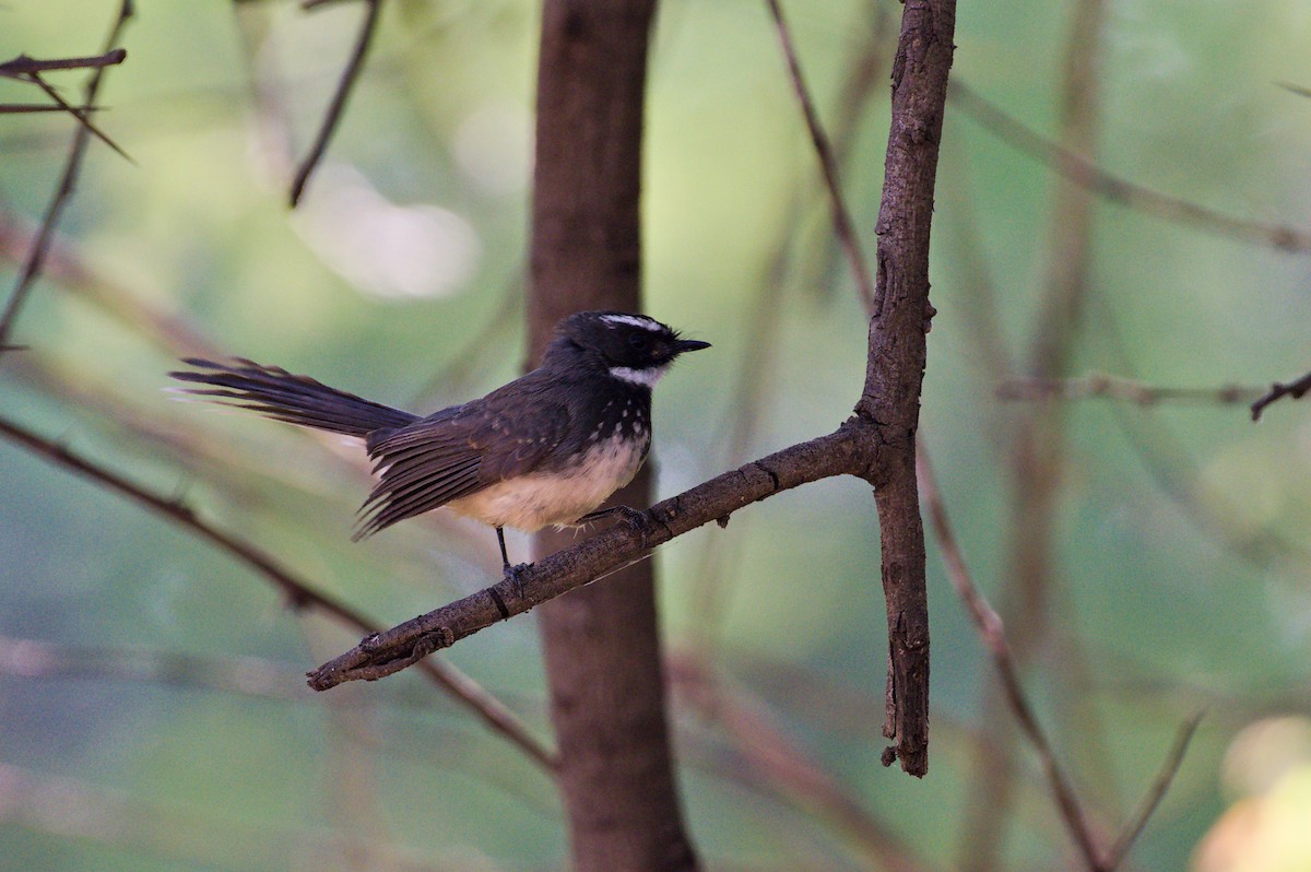 Spot-breasted Fantail - ML646834275