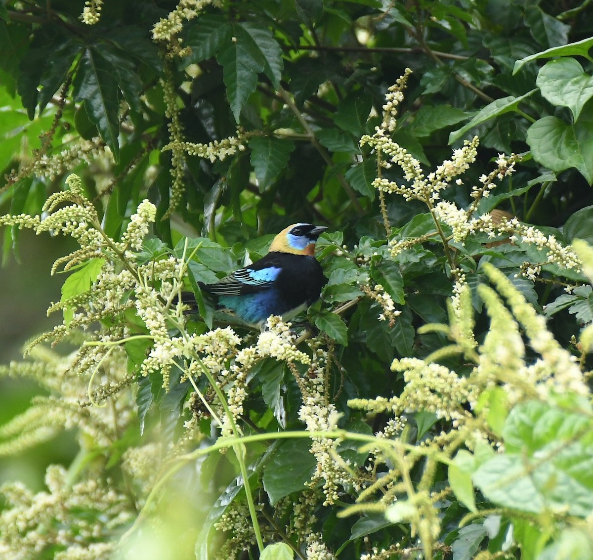 Golden-hooded Tanager - ML646834276