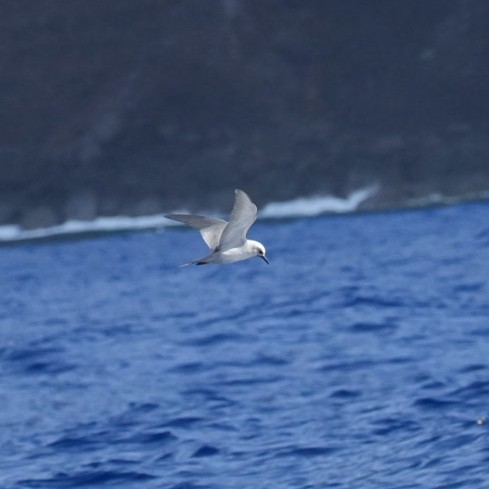 Gray Noddy - ML646834277