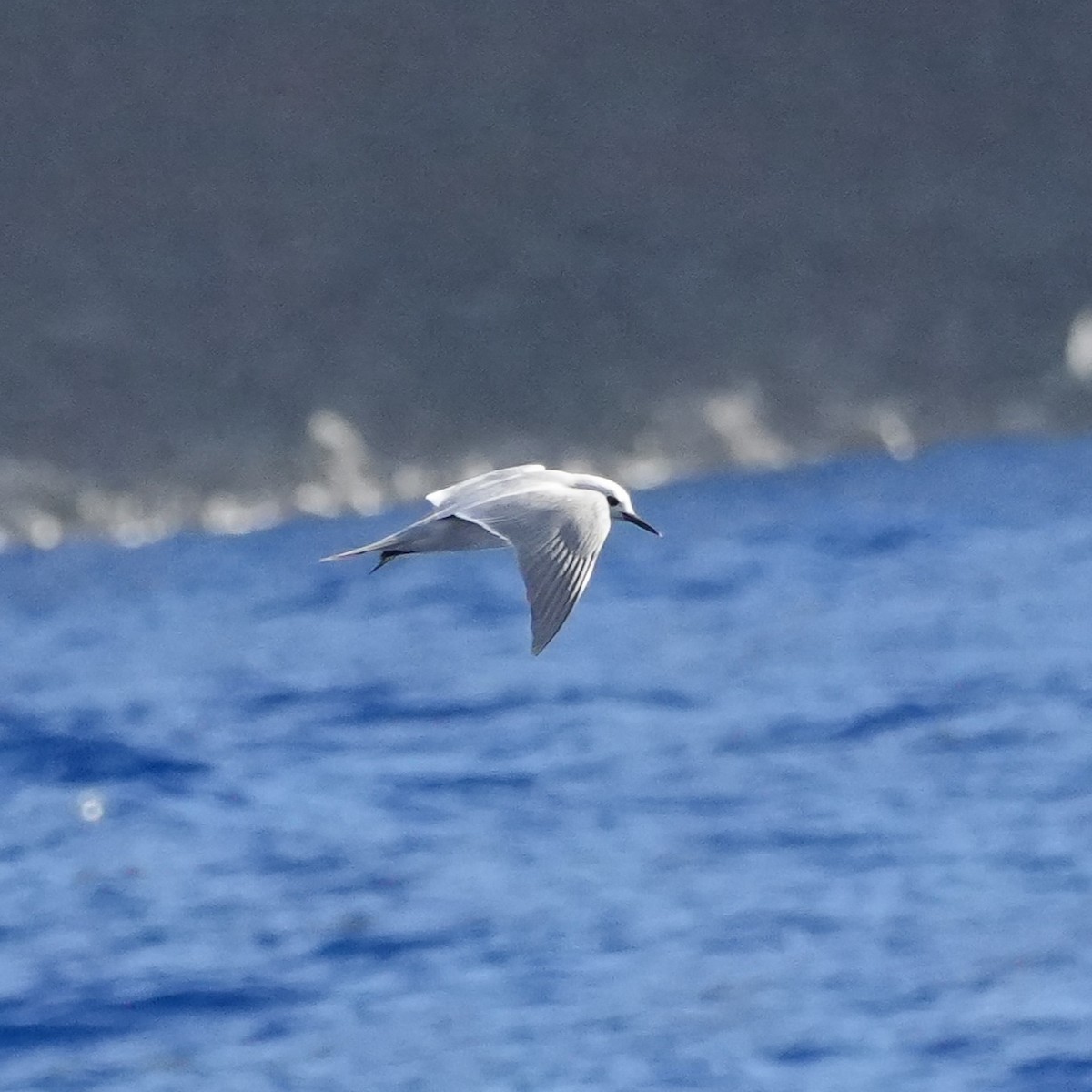 Gray Noddy - ML646834278