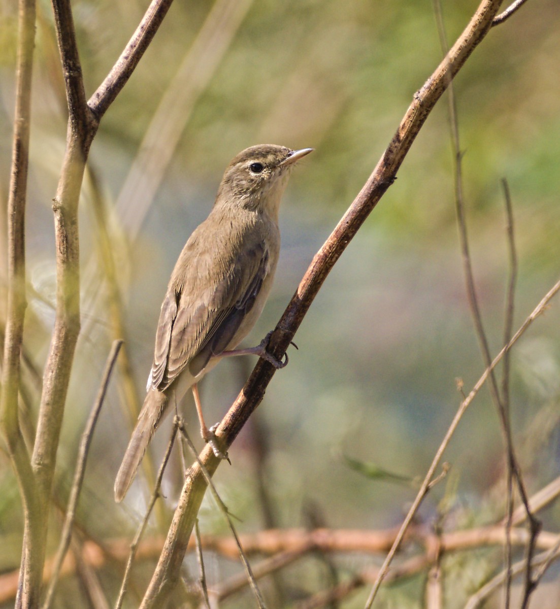 Booted Warbler - ML646834279