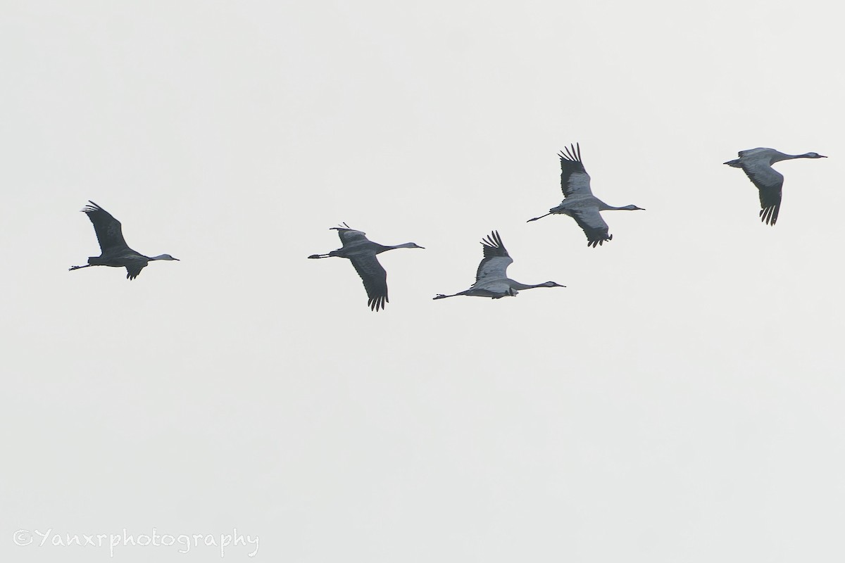 ナベヅル - ML646834280