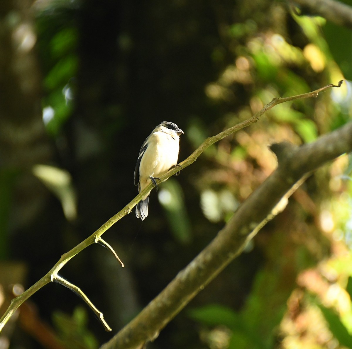 Morelet's Seedeater - ML646834281