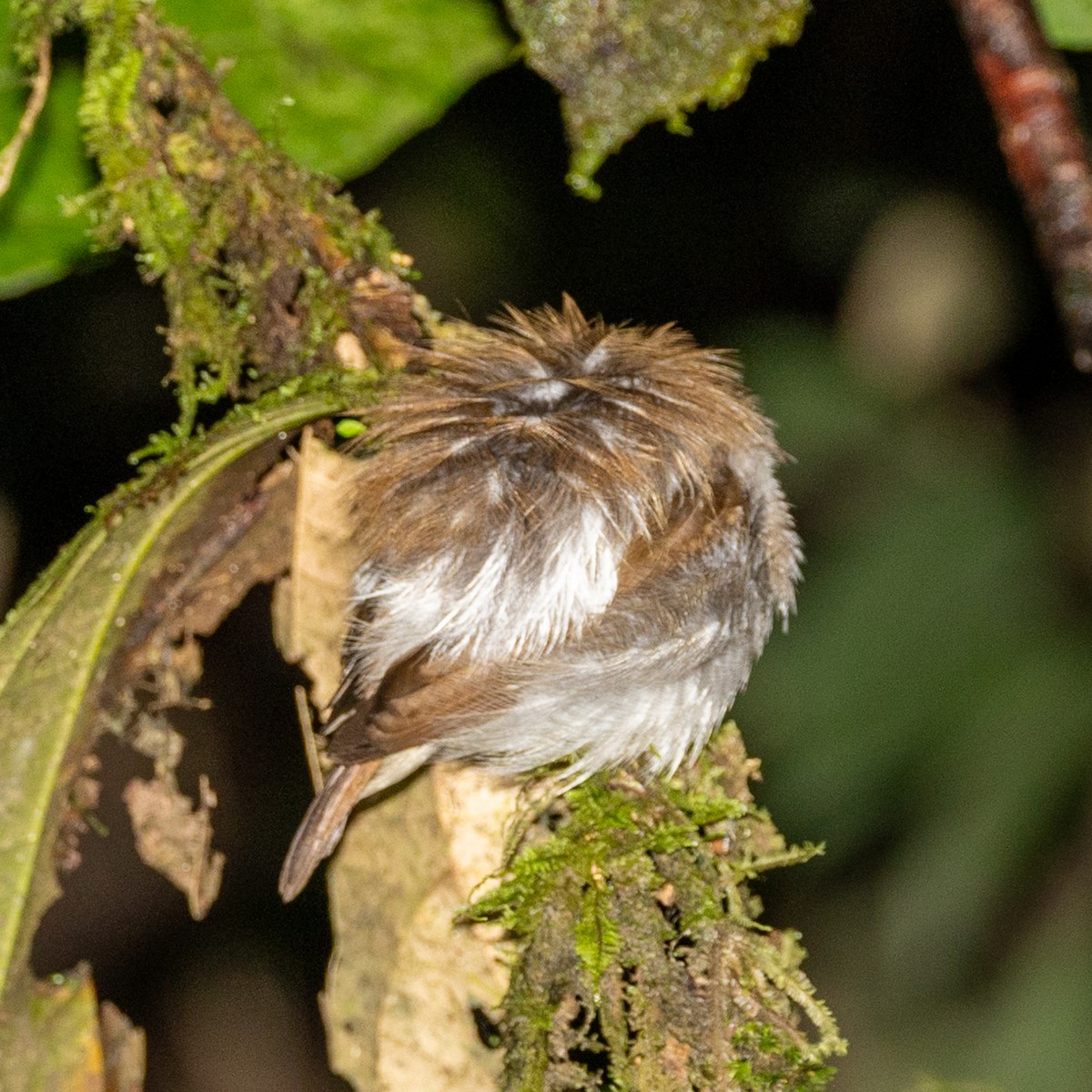 ציפור שיר בלתי-מזוהה - ML646834282