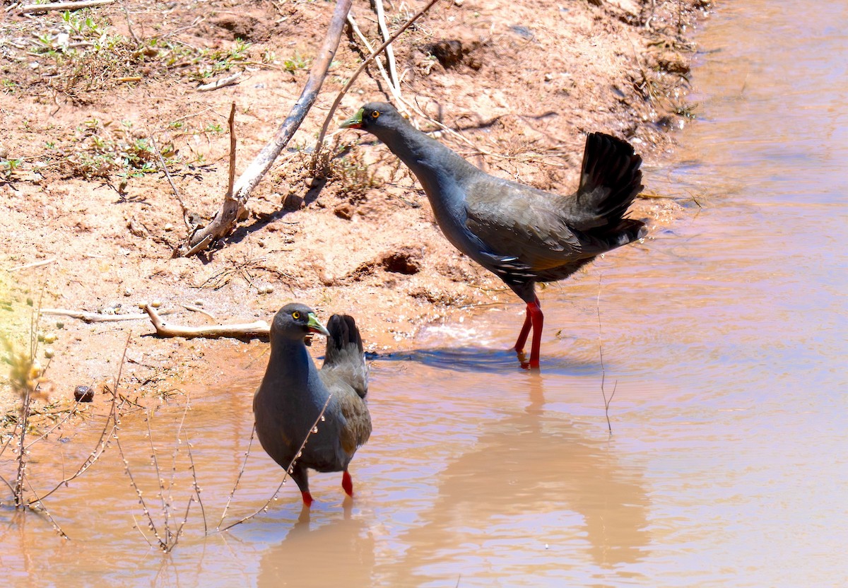 Black-tailed Nativehen - ML646834285
