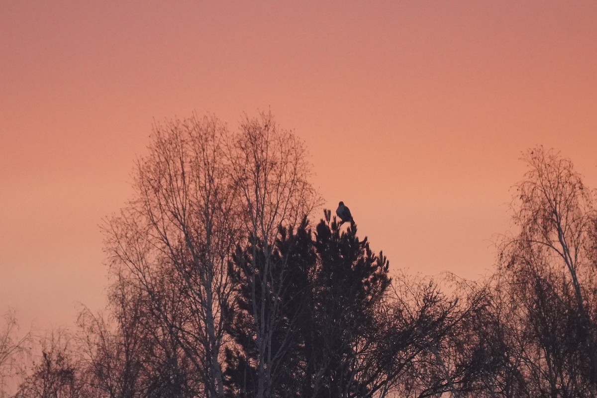Upland Buzzard - ML646834286