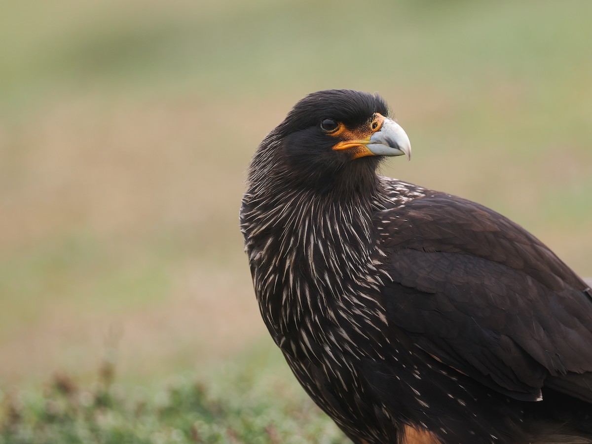 Striated Caracara - ML646834287