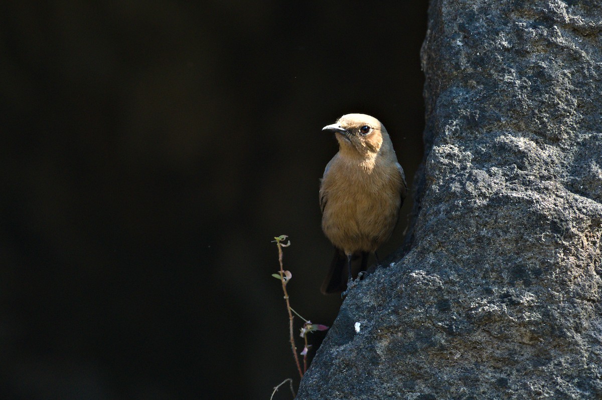 Brown Rock Chat - ML646834289
