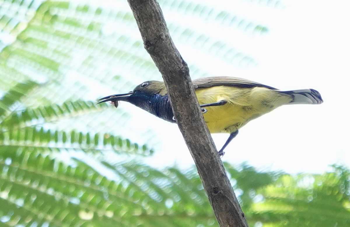 Ornate Sunbird - ML646834290