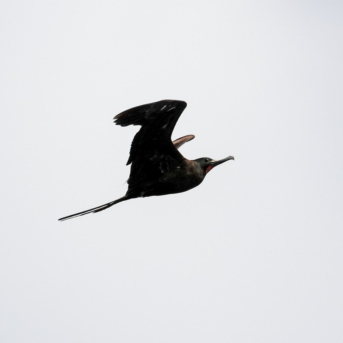 軍艦鳥 - ML646834291