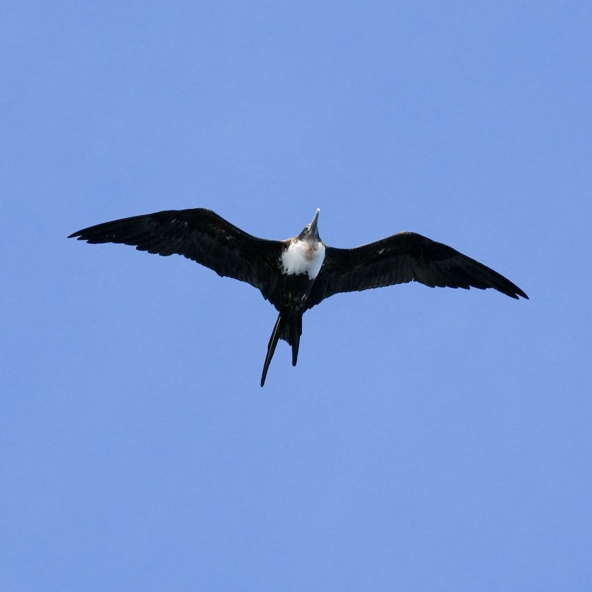 軍艦鳥 - ML646834292