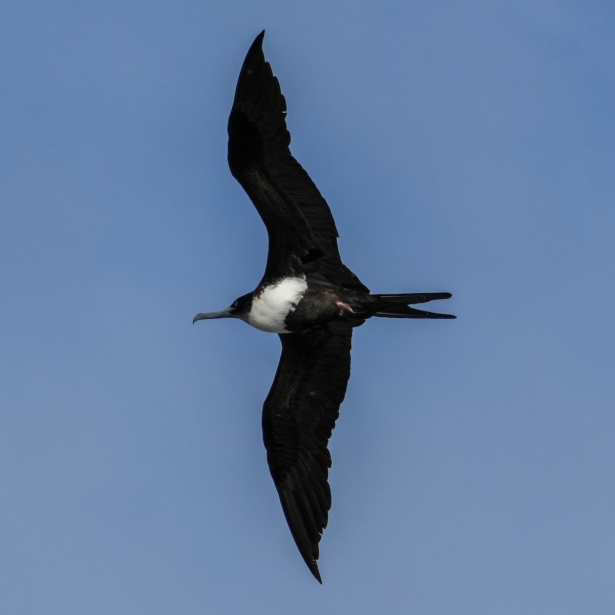 軍艦鳥 - ML646834293