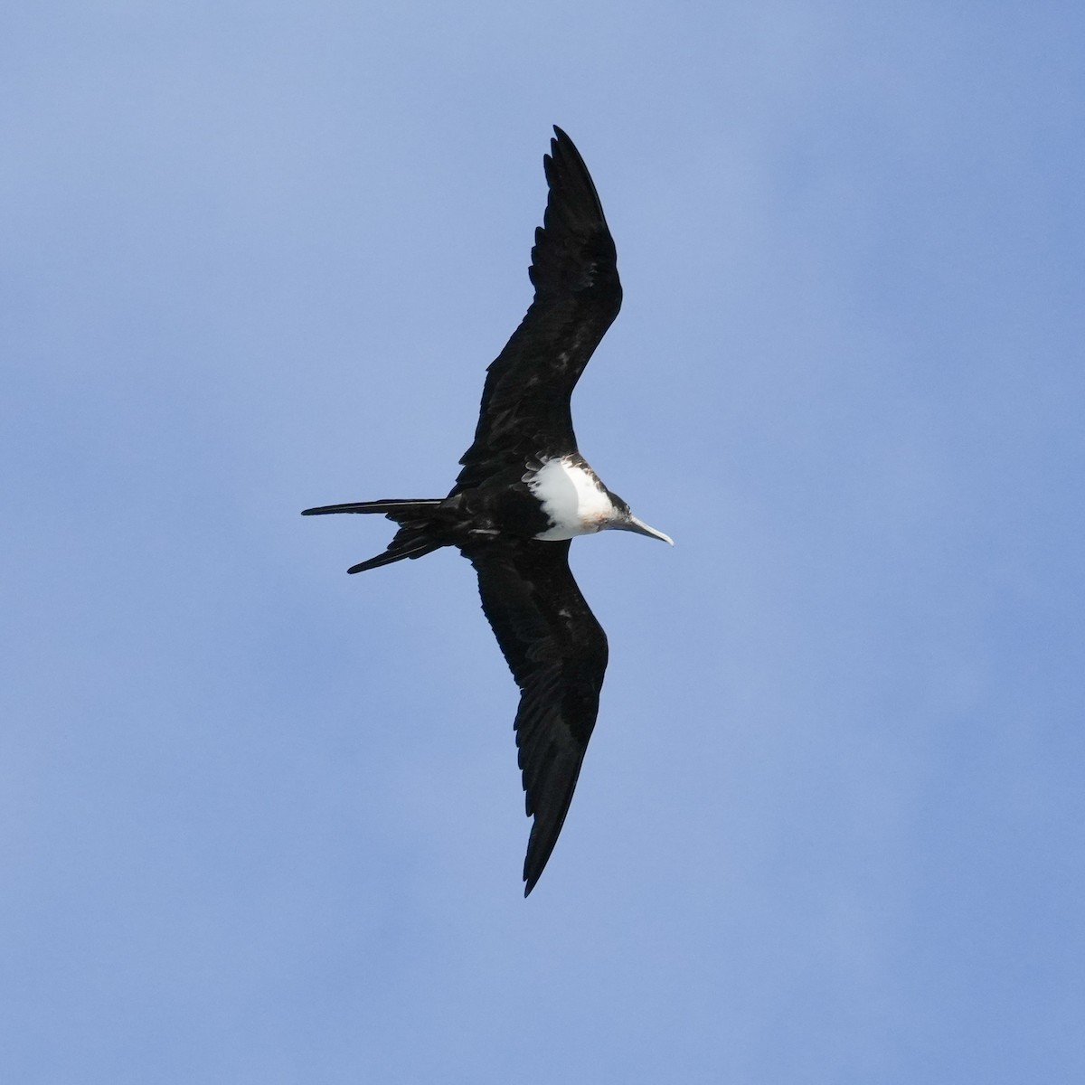 軍艦鳥 - ML646834294