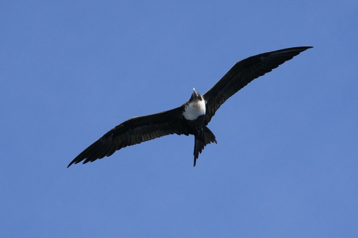 軍艦鳥 - ML646834295