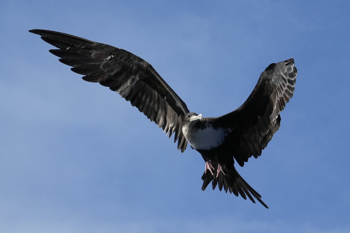 軍艦鳥 - ML646834296