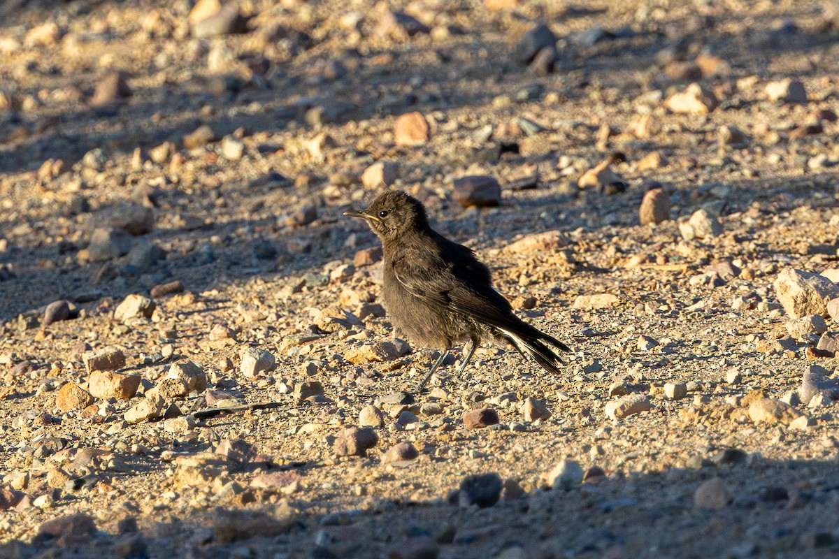 Mountain Chat - ML646834297