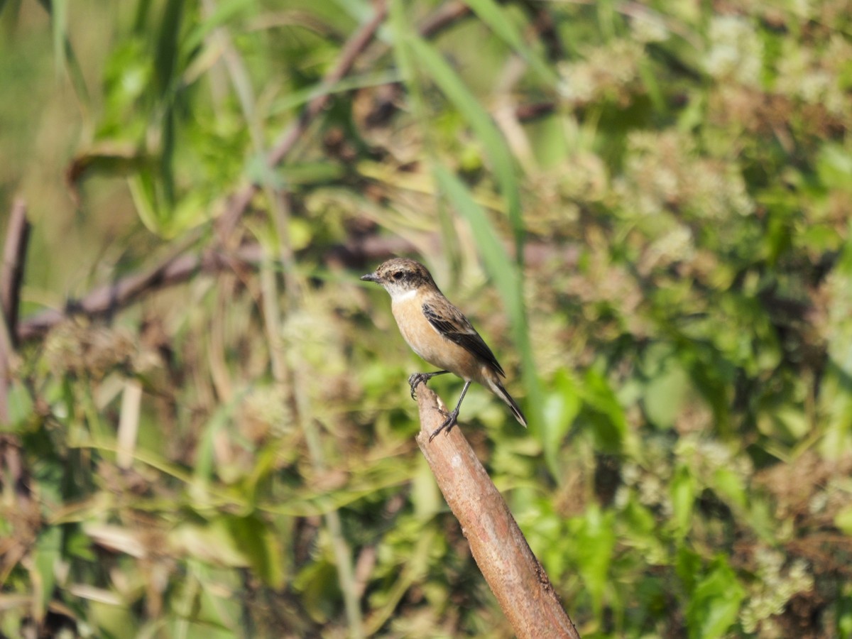 Amur Stonechat - ML646834301