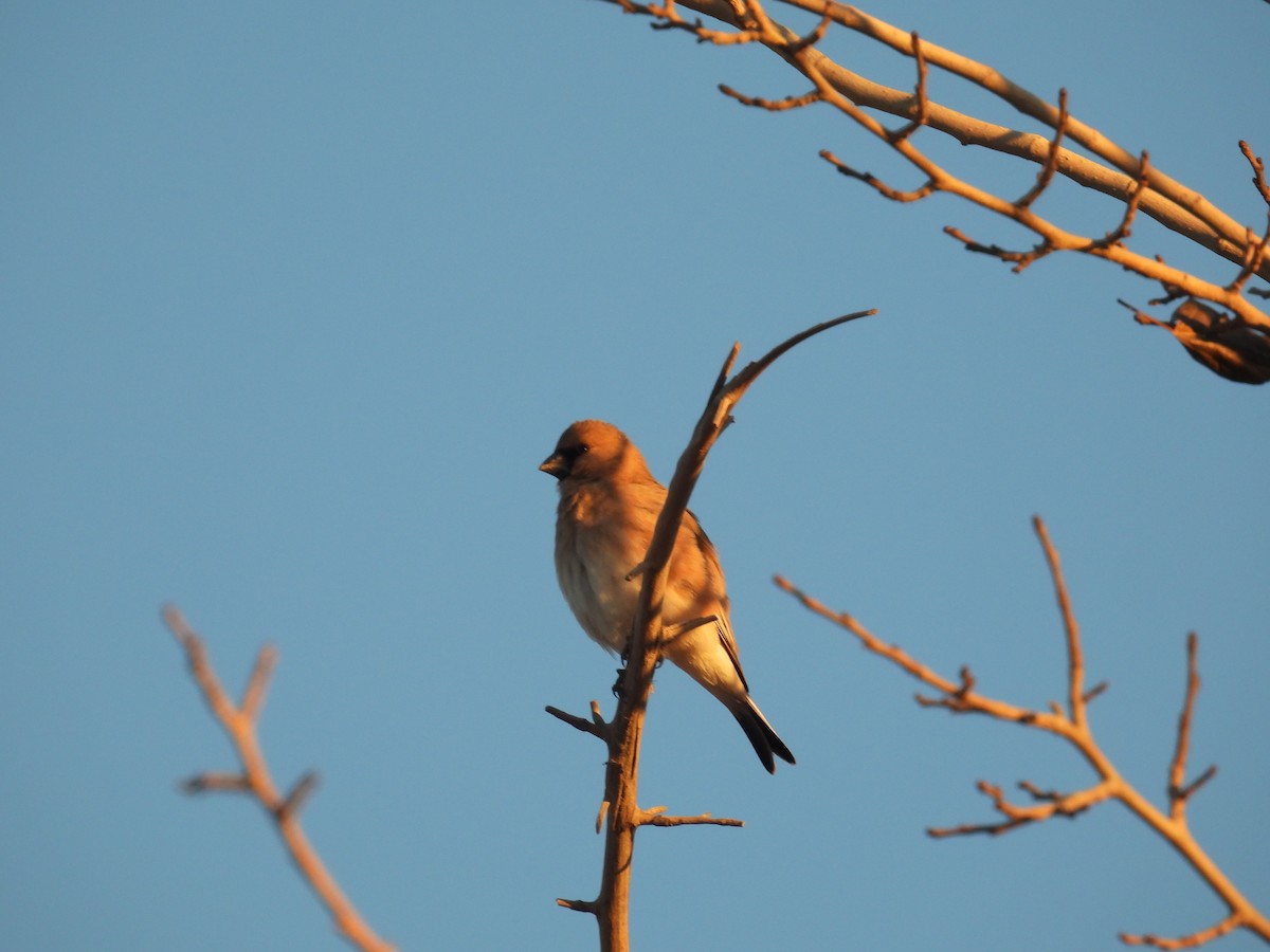 Camachuelo Desertícola - ML646834302