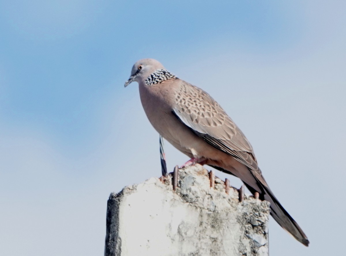 Tórtola Moteada - ML646834303