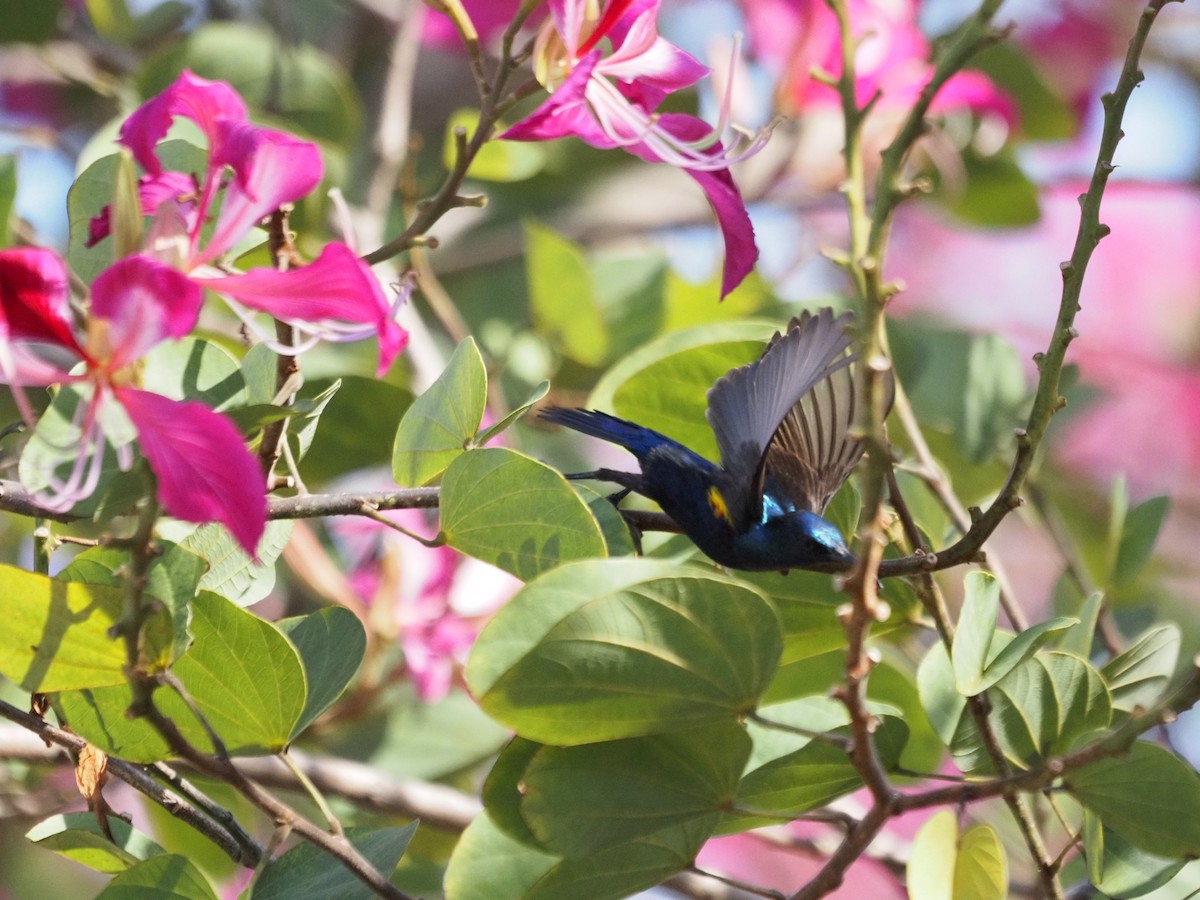 Suimanga Asiático - ML646834304