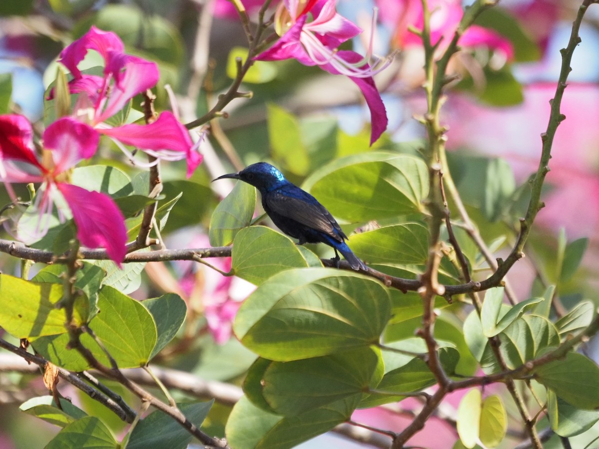 Suimanga Asiático - ML646834305