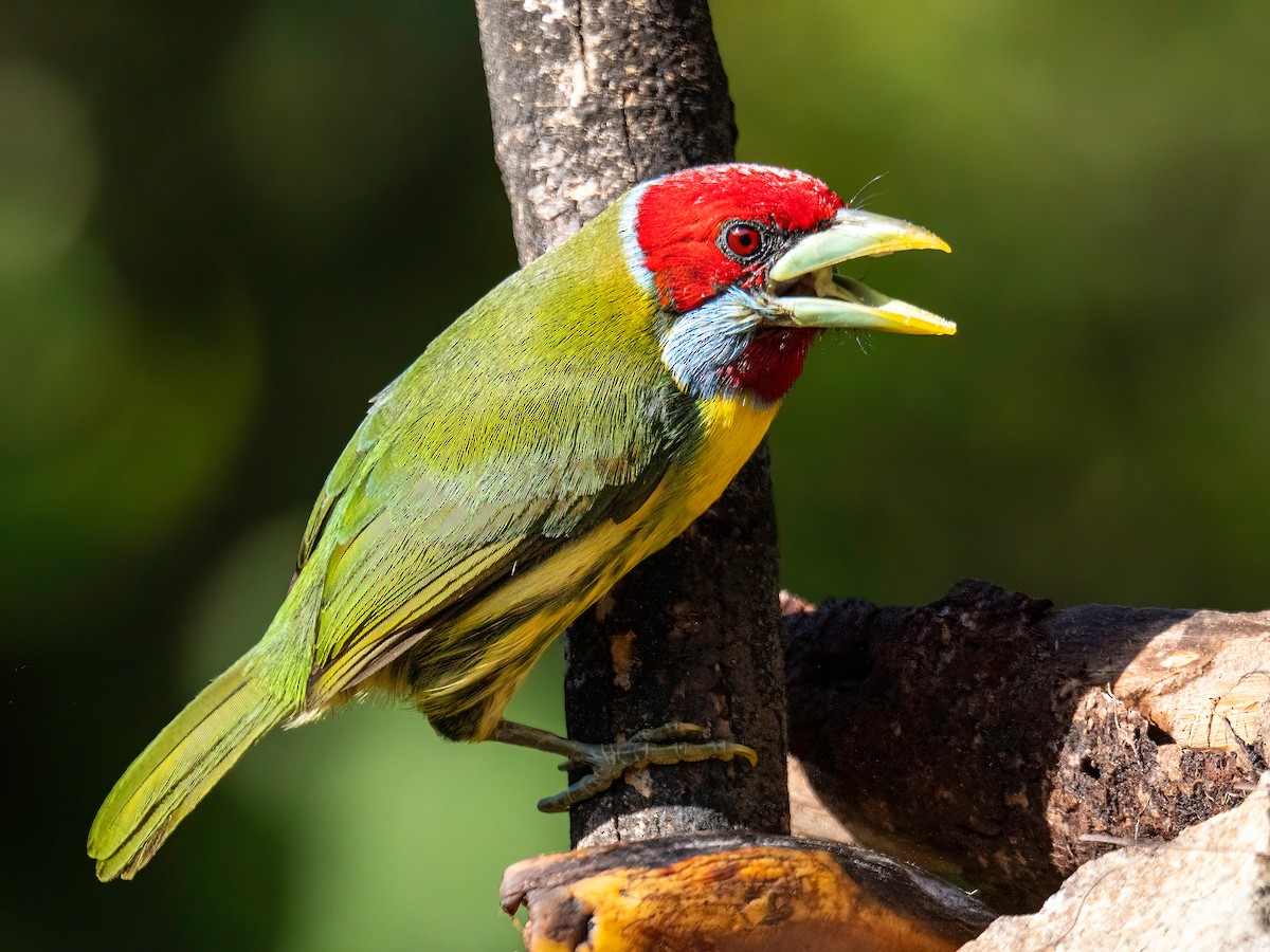 Cabezón Versicolor - ML646834307