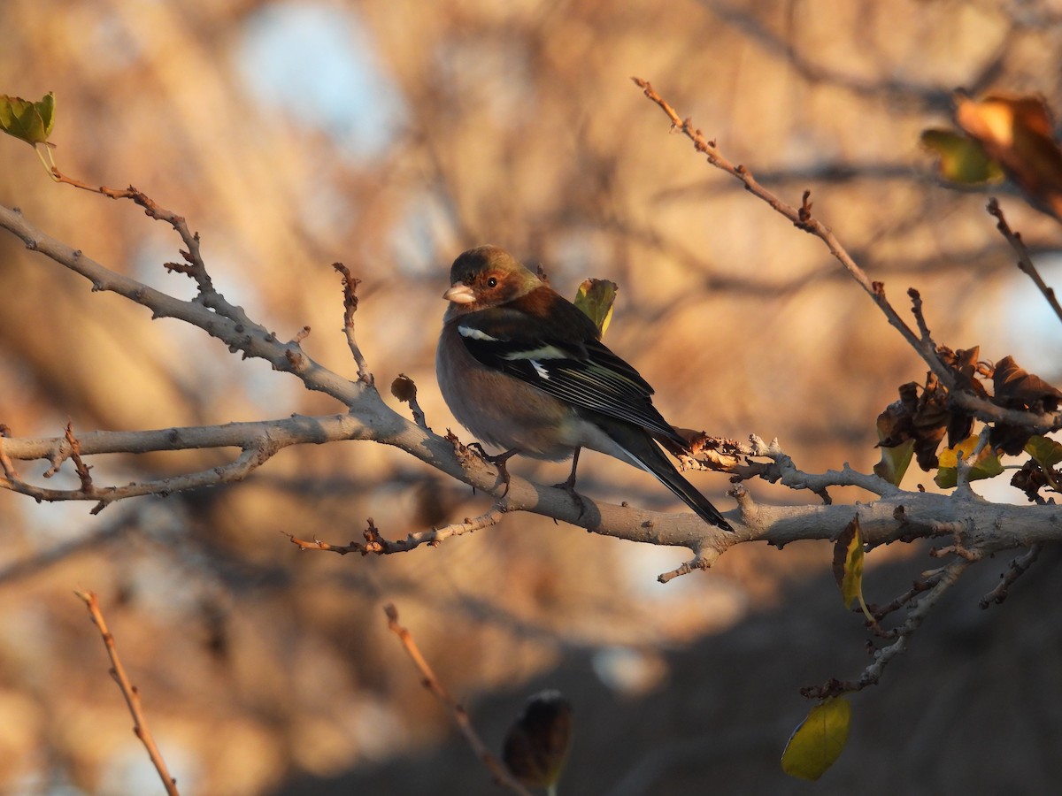 Pinzón Vulgar - ML646834308