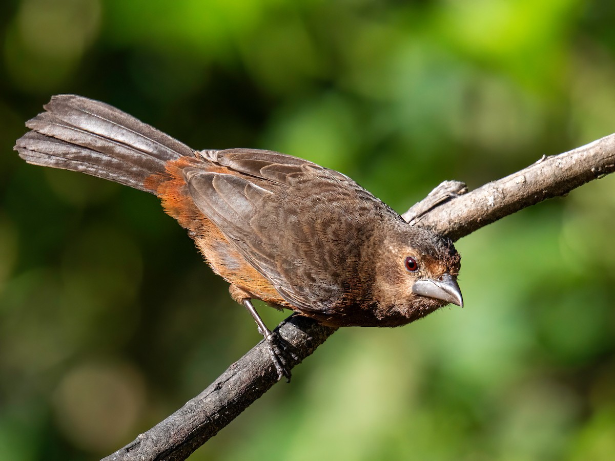 Tangara Picoplata - ML646834309