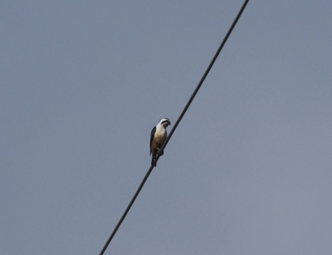 Falconete Acollarado - ML646834310