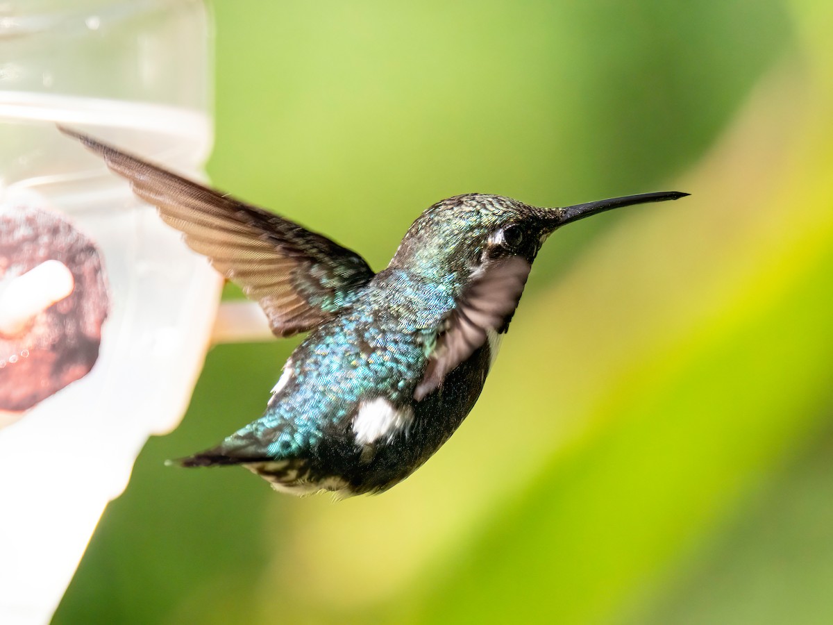 Colibrí de Mulsant - ML646834312