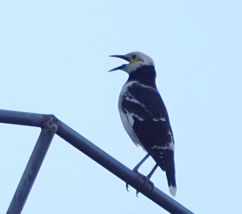 Estornino Cuellinegro - ML646834313