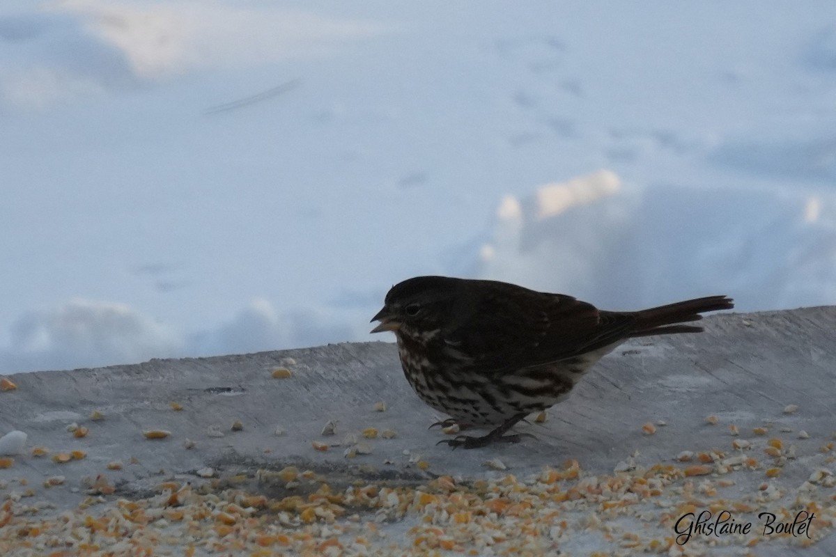 Chingolo Zorruno - ML646834315