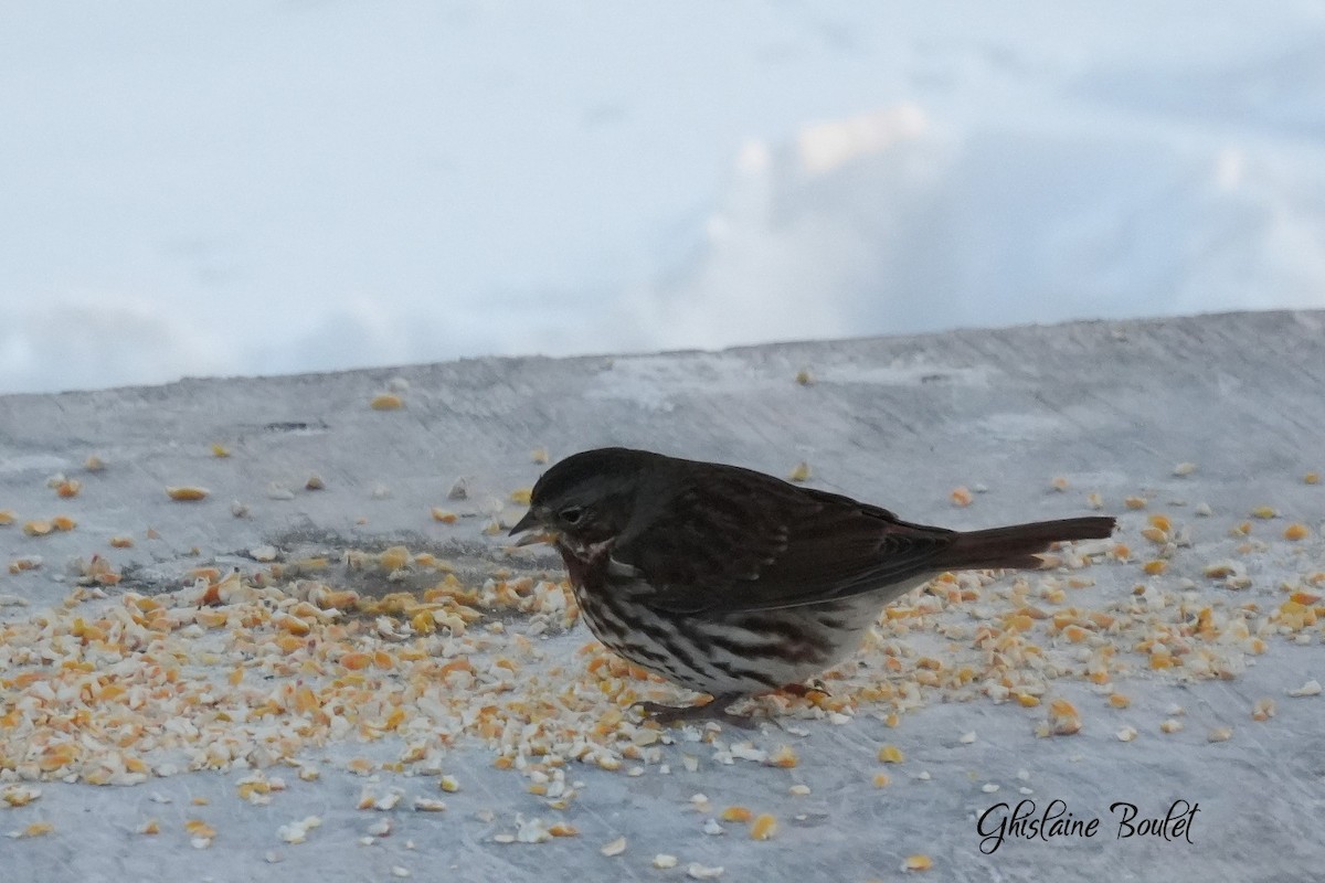 Chingolo Zorruno - ML646834316