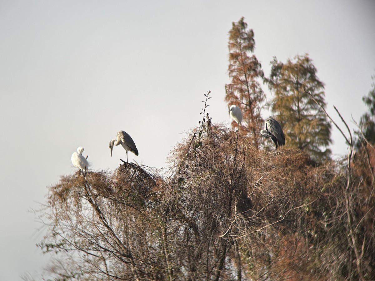 Garza Real - ML646834317