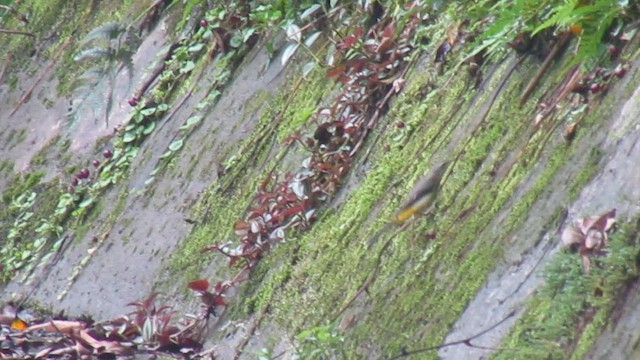 Lavandera Cascadeña - ML646834318