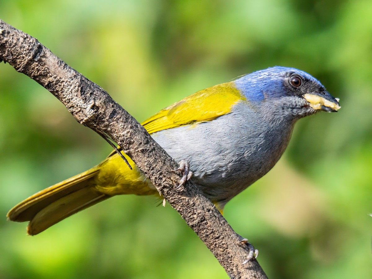 Tangara Coroniazul - ML646834319