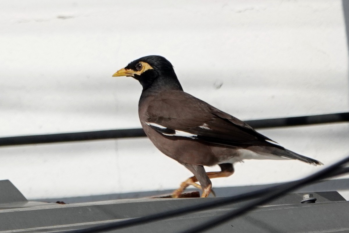 Miná Común - ML646834320