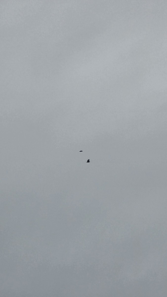 Carraca Oriental - ML646834321