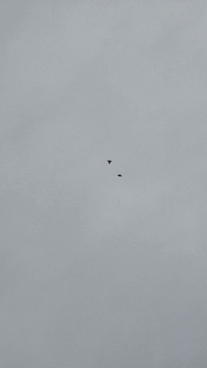 Carraca Oriental - ML646834322