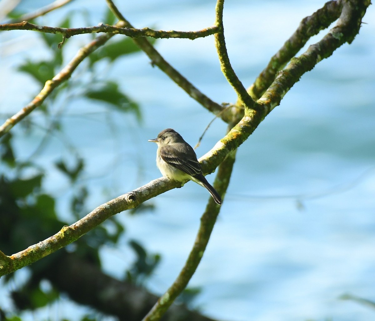 Pibí Tropical Norteño - ML646834323