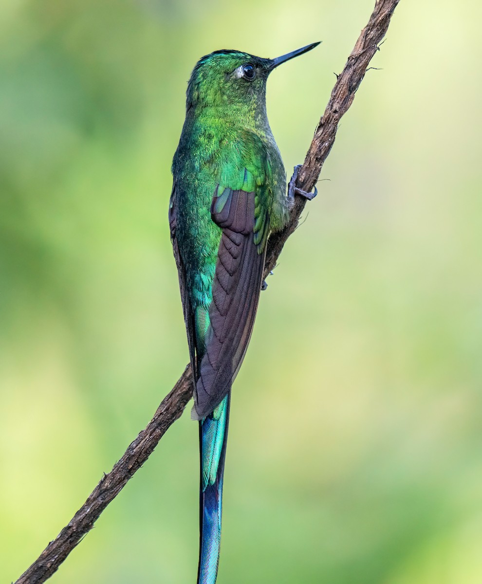 Silfo de King - ML646834324