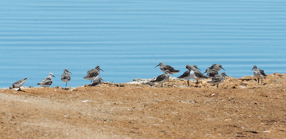 Correlimos Zarapitín - ML646834325
